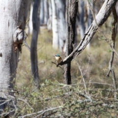 Todiramphus sanctus at Watson, ACT - 15 Nov 2018