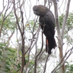 Calyptorhynchus lathami (Glossy Black-Cockatoo) at Morton National Park - 3 Apr 2018 by Jillg