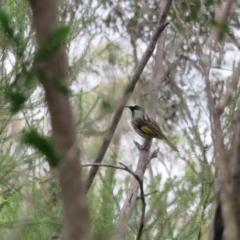 Phylidonyris niger (White-cheeked Honeyeater) at Morton National Park - 3 Apr 2018 by Jillg