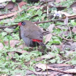 Stagonopleura bella at Morton National Park - 3 Apr 2018 03:45 PM