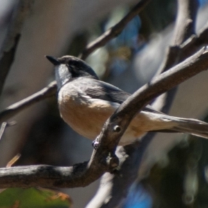 Pachycephala rufiventris at Booth, ACT - 31 Oct 2018