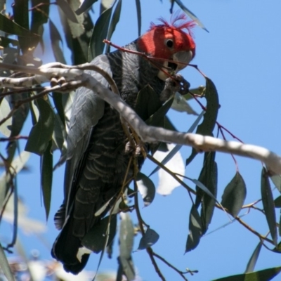 Callocephalon fimbriatum (Gang-gang Cockatoo) at Namadgi National Park - 31 Oct 2018 by SWishart