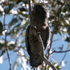 Callocephalon fimbriatum at Tharwa, ACT - 31 Oct 2018