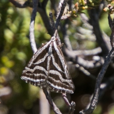 Dichromodes confluaria (Ceremonial Heath Moth) at Namadgi National Park - 31 Oct 2018 by SWishart