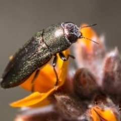 Melobasis propinqua (Propinqua jewel beetle) at Namadgi National Park - 31 Oct 2018 by SWishart