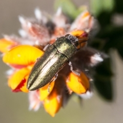 Melobasis propinqua at Tharwa, ACT - 31 Oct 2018 02:27 PM