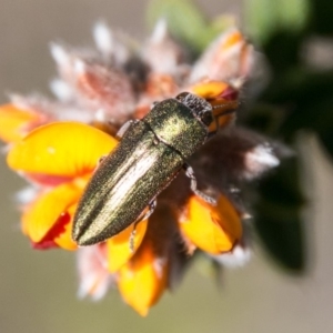 Melobasis propinqua at Tharwa, ACT - 31 Oct 2018