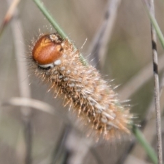 Uraba lugens at Tharwa, ACT - 31 Oct 2018