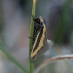 Philobota ellenella (a Concealer Moth) at Namadgi National Park - 31 Oct 2018 by SWishart
