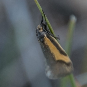 Philobota ellenella at Tharwa, ACT - 31 Oct 2018