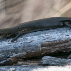 Pseudemoia entrecasteauxii (Woodland Tussock-skink) at Booth, ACT - 31 Oct 2018 by SWishart