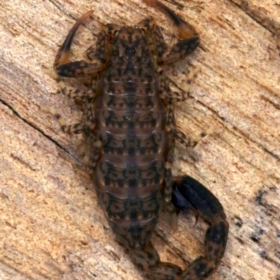 Lychas marmoreus (Little Marbled Scorpion) at Farrer, ACT - 15 Nov 2018 by jb2602