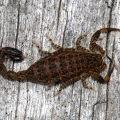 Lychas marmoreus at Farrer, ACT - 15 Nov 2018 11:49 AM