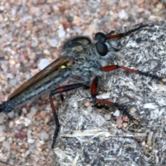 Asiola fasciata (A robber fly) at Farrer, ACT - 15 Nov 2018 by jb2602