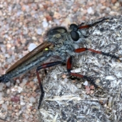 Asiola fasciata (A robber fly) at Farrer, ACT - 15 Nov 2018 by jbromilow50