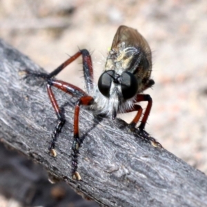 Asiola fasciata at Farrer, ACT - 15 Nov 2018