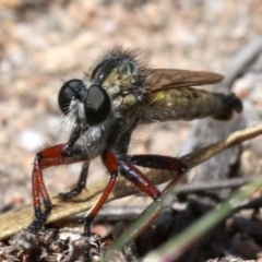 Asiola fasciata at Farrer, ACT - 15 Nov 2018