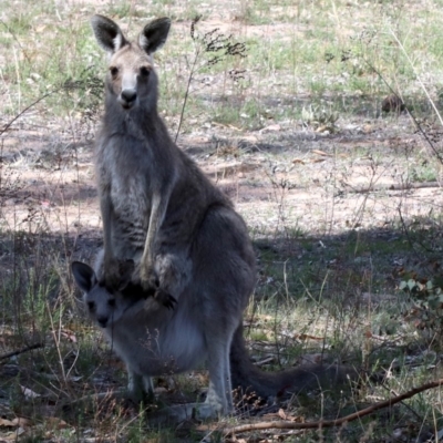 Macropus giganteus (Eastern Grey Kangaroo) at Farrer, ACT - 14 Nov 2018 by jbromilow50