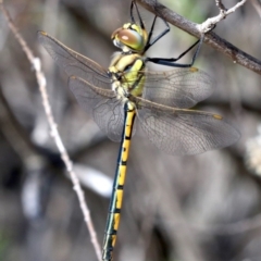 Hemicordulia tau (Tau Emerald) at Farrer, ACT - 15 Nov 2018 by jb2602