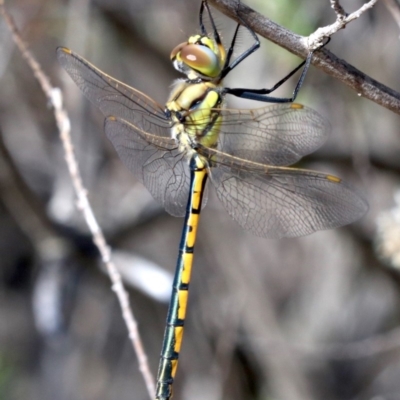 Hemicordulia tau (Tau Emerald) at Farrer, ACT - 15 Nov 2018 by jb2602