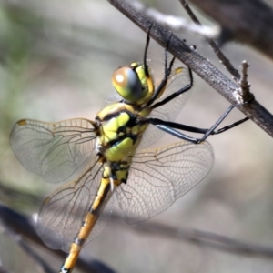 Hemicordulia tau at Farrer, ACT - 15 Nov 2018