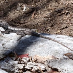 Amphibolurus muricatus at Farrer, ACT - 15 Nov 2018