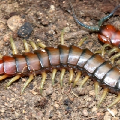 Cormocephalus aurantiipes (Orange-legged Centipede) at Farrer, ACT - 15 Nov 2018 by jb2602