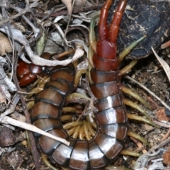 Cormocephalus aurantiipes at Farrer, ACT - 15 Nov 2018 11:26 AM