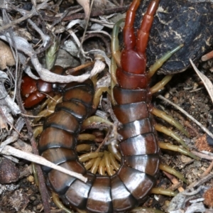 Cormocephalus aurantiipes at Farrer, ACT - 15 Nov 2018 11:26 AM