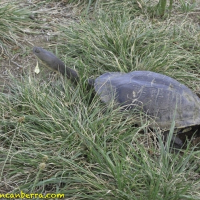 Chelodina longicollis (Eastern Long-necked Turtle) at Curtin, ACT - 15 Nov 2018 by JonSteinbeck