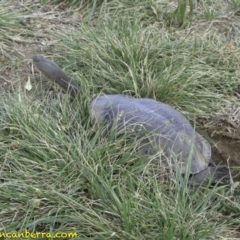 Chelodina longicollis at Curtin, ACT - 15 Nov 2018