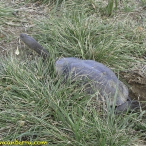 Chelodina longicollis at Curtin, ACT - 15 Nov 2018