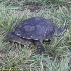 Chelodina longicollis at Curtin, ACT - 15 Nov 2018 06:13 AM