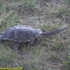 Chelodina longicollis at Curtin, ACT - 15 Nov 2018 06:13 AM