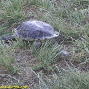 Chelodina longicollis at Curtin, ACT - 15 Nov 2018 06:13 AM