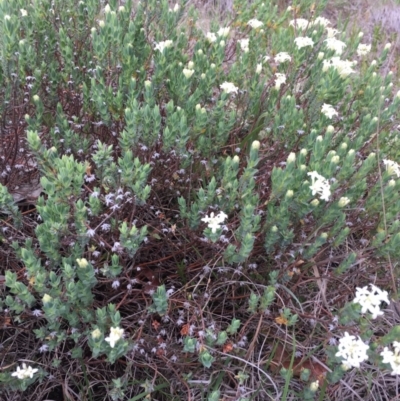 Pimelea linifolia (Slender Rice Flower) at Delegate Cemetery - 14 Nov 2018 by BlackFlat