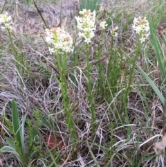 Stackhousia monogyna (Creamy Candles) at Delegate Cemetery - 14 Nov 2018 by BlackFlat