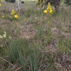 Bulbine bulbosa (Golden Lily) at Delegate, NSW - 14 Nov 2018 by BlackFlat