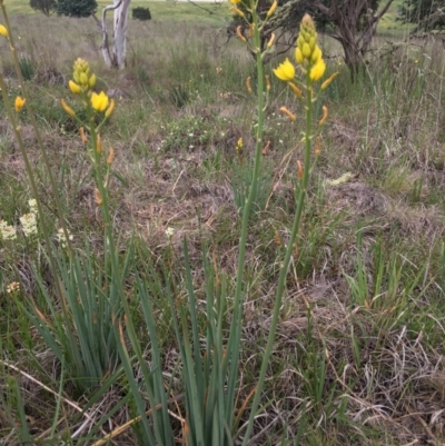 Bulbine bulbosa (Golden Lily) at Delegate, NSW - 14 Nov 2018 by BlackFlat