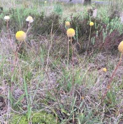 Craspedia variabilis (Common Billy Buttons) at Delegate Cemetery - 14 Nov 2018 by BlackFlat