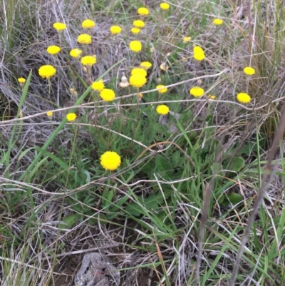 Leptorhynchos squamatus (Scaly Buttons) at Delegate Cemetery - 14 Nov 2018 by BlackFlat