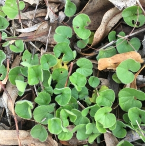 Dichondra repens at Corrowong, NSW - 15 Nov 2018