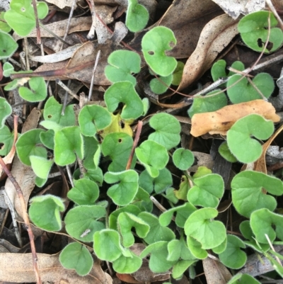 Dichondra repens (Kidney Weed) at Corrowong, NSW - 15 Nov 2018 by BlackFlat