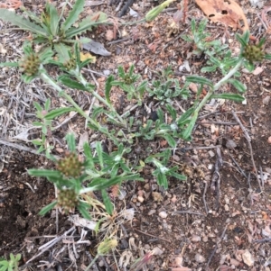 Euchiton sphaericus at Corrowong, NSW - 15 Nov 2018