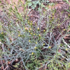 Senecio quadridentatus (Cotton Fireweed) at Black Flat at Corrowong - 15 Nov 2018 by BlackFlat