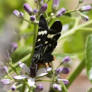 Phalaenoides glycinae at Michelago, NSW - 10 Nov 2018 09:33 AM