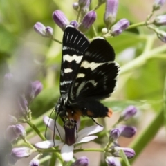 Phalaenoides glycinae at Michelago, NSW - 10 Nov 2018 09:33 AM