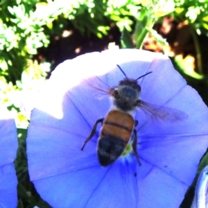 Apis mellifera at Molonglo Valley, ACT - 11 Nov 2018