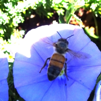 Apis mellifera (European honey bee) at National Arboretum Forests - 11 Nov 2018 by JanetRussell