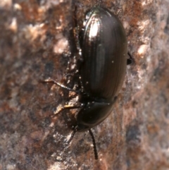 Adelium brevicorne (Bronzed field beetle) at Farrer, ACT - 15 Nov 2018 by jb2602